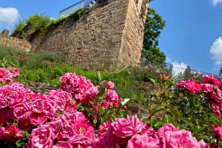 Een oude toren op een heuvel in Saarburg