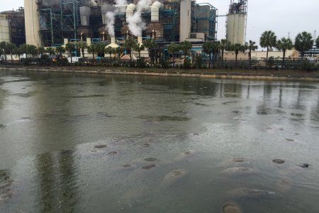 Honderden zeekoeien in het warme water bij de energiecentrale