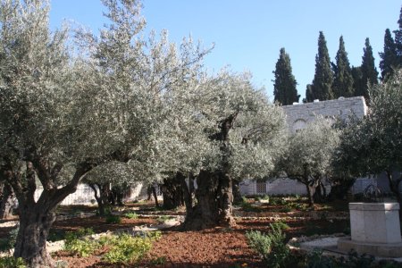 De olijfbomen waar Jezus met z&#039;n decipelen overlegde