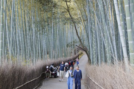 Bamboe bos, Kyoto