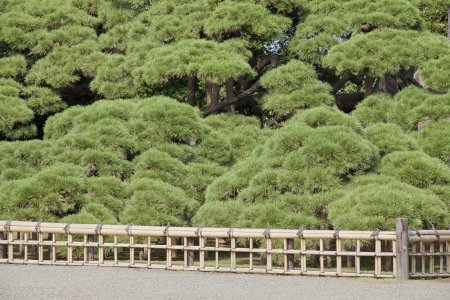 400 jaar oude Pinus boom in de tuinen van het Hama-Rikyu Teien park