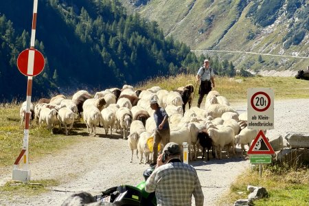 De schapen mogen de berg af voor de winter
