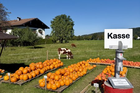 Ergens onderweg zijn pompoenen te koop
