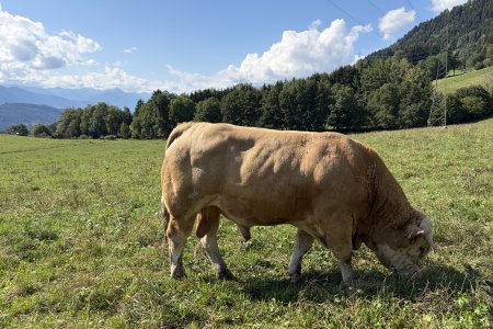 We blijven een beetje uit de buurt van deze testosteron bom