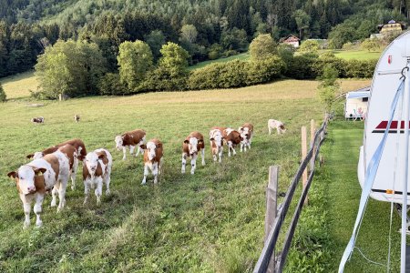 Nieuwsgierige kalfjes bij onze caravan