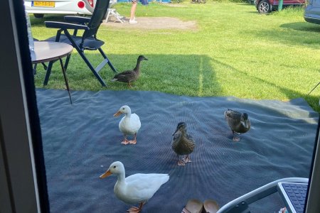 Eendjes komen bij de caravan bedelen om voedsel