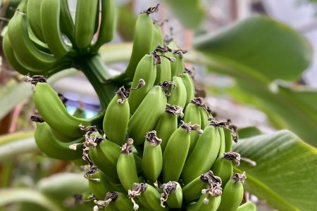 Banaantjes in de tropische kas van Hortus Botanicus Leiden