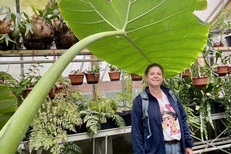 Een joekel van een blad in de tropische kas van Hortus Leiden