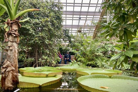 Reuzenwaterlelie in de Victoria kas van Hortus Botanicus