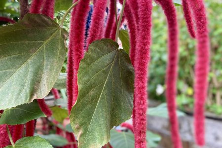 Een bloeiende plant met fluffy bloemen