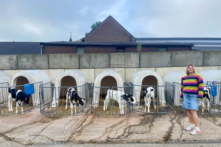 Kalfjes op Boerderijcamping Hoeve Helberg