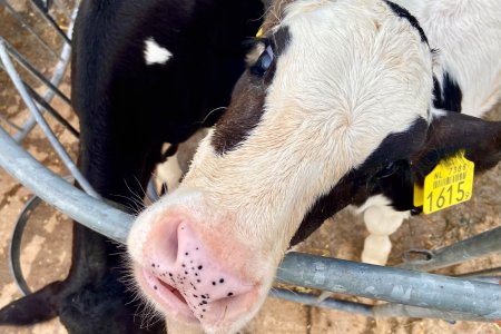 Kalfjes op Boerderijcamping Hoeve Helberg