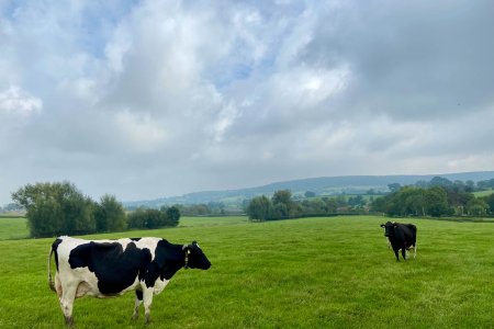 Uitzicht over de weilanden en heuvels van het Heuvelland