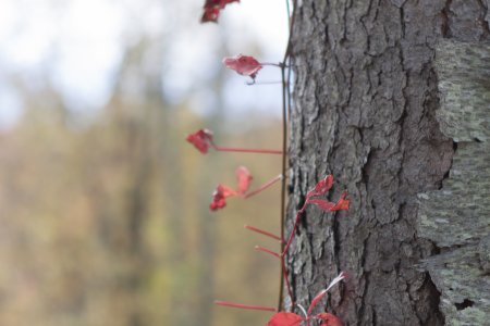 Kleine rode blaadjes op de bast van een boom