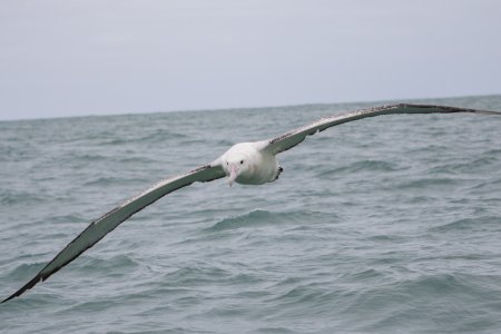 Albatrossen in Kaikoura