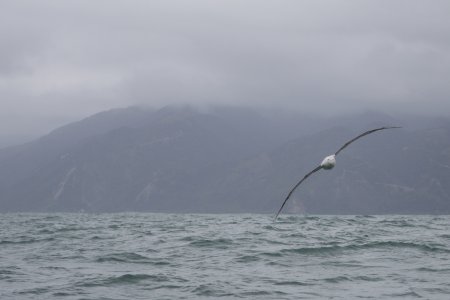 Weer of geen weer, deze dieren wonen hun hele leven op zee