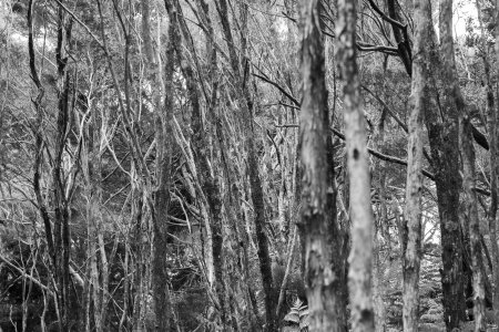 Spooky boompjes in Wairere boulders