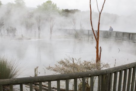 Bomen overleven niet in deze hete bron