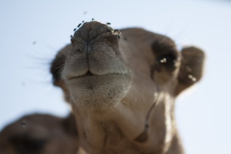 Een jonge kameel