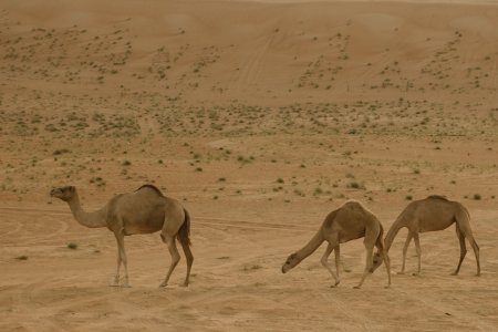 Kamelen in Wahiba Sands