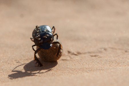 Een Dung Beetle aan het werk