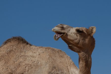 Gekke kameel