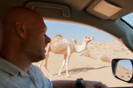 Kamelen bij de auto