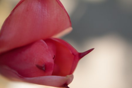 Bijzondere bloem in de orchideen tuin