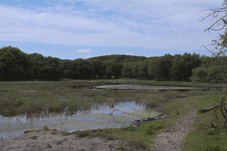 Een duinvennetje tussen Bergen en Schoorl