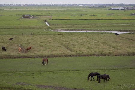 De polder rond Hargen en Groet