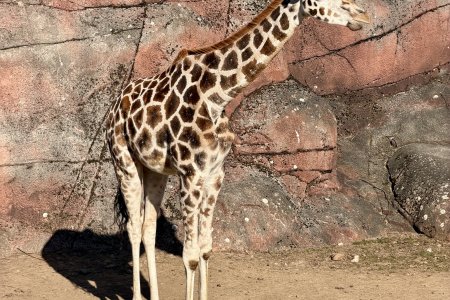 Een jonge Noordelijke Giraf