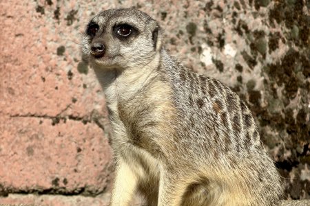 Een stokstaartje in de dierentuin van Kerkrade