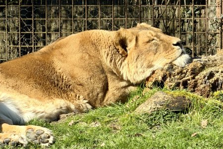 Een luierende leeuwin in Gaia Zoo