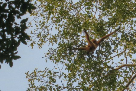 Gevonden! Een Gibbon vrouwtje met jong, 30 meter boven ons