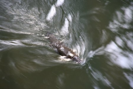 Een vogelbekdier