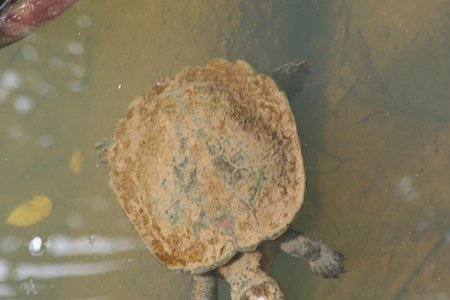 Een schildpad