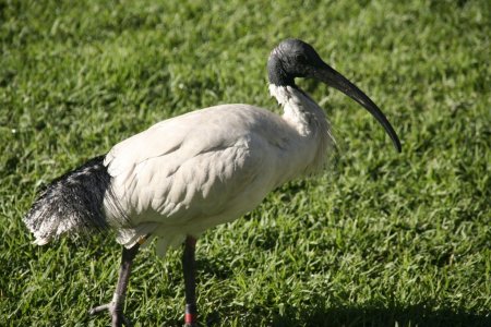 Veel voorkomend, de Ibis