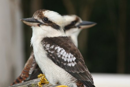 2 laughing cukooboora&#039;s, de grooste Kingfisher