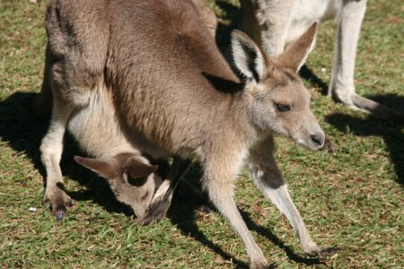 Kangaroe met kleintje in de buidel
