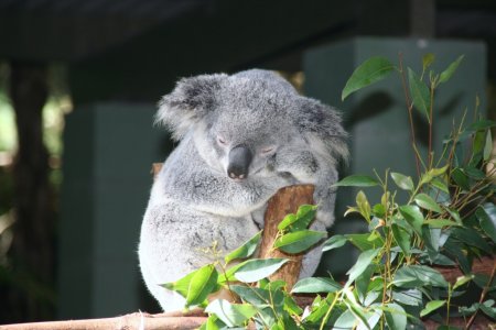 Koala&#039;s slapen erg veel