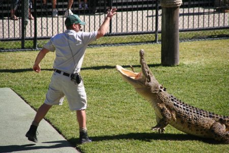 Krokodil voeren, maar dan op z&#039;n Irwins