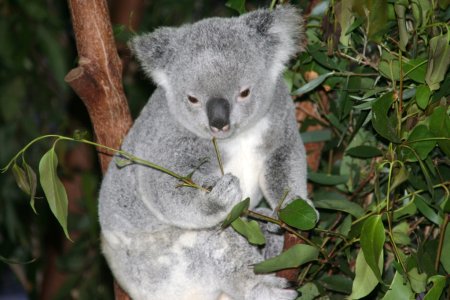 Lief koala&#039;tje