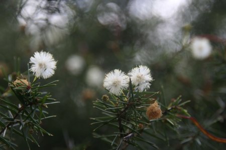 Mooie bloemetjes