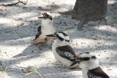 2 grote brutale ijsvogels