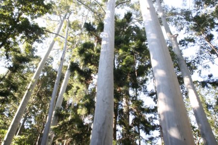 Bastloze Eucalyptus