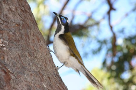 Butcher bird op Fraser Island