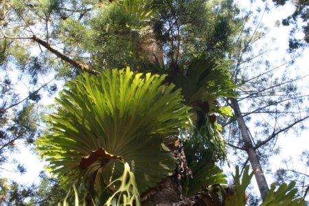 Deze planten gebruiken bomen om op te wonen