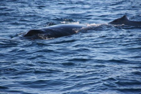 Humpback (bultrug walvis)