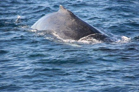 Humpback (bultrug walvis)
