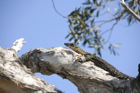 Jonge leguaan, de grootste na de Komodo varaan